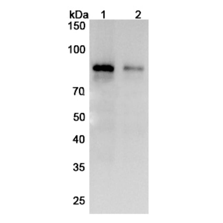 SDS-PAGE - Zampilimab Biosimilar - Anti-TGM2 Antibody - BSA and Azide free (A338858) - Antibodies.com