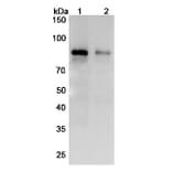 SDS-PAGE - Zampilimab Biosimilar - Anti-TGM2 Antibody - BSA and Azide free (A338858) - Antibodies.com