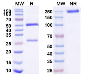 SDS-PAGE - Zelminemab Biosimilar - Anti-ADCYAP1R1 Antibody - BSA and Azide free (A338859) - Antibodies.com