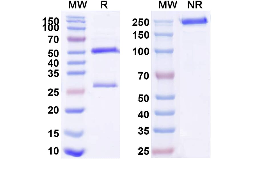 SDS-PAGE - Zelminemab Biosimilar - Anti-ADCYAP1R1 Antibody - BSA and Azide free (A338859) - Antibodies.com