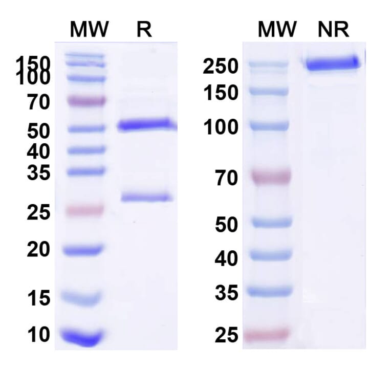 SDS-PAGE - Zelminemab Biosimilar - Anti-ADCYAP1R1 Antibody - BSA and Azide free (A338859) - Antibodies.com