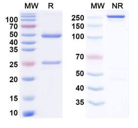 SDS-PAGE - Zolbetuximab Biosimilar - Anti-Claudin18 Antibody - BSA and Azide free (A338860) - Antibodies.com
