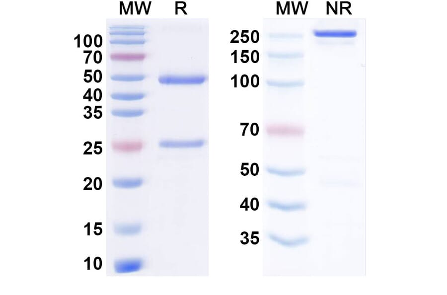SDS-PAGE - Zolbetuximab Biosimilar - Anti-Claudin18 Antibody - BSA and Azide free (A338860) - Antibodies.com