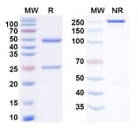 SDS-PAGE - Zolbetuximab Biosimilar - Anti-Claudin18 Antibody - BSA and Azide free (A338860) - Antibodies.com