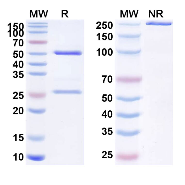 SDS-PAGE - Ascrinvacumab Biosimilar - Anti-ACVRL1 Antibody - BSA and Azide free (A338862) - Antibodies.com