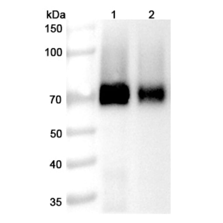 SDS-PAGE - Codrituzumab Biosimilar - Anti-Glypican 3 Antibody - BSA and Azide free (A338865) - Antibodies.com