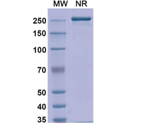 SDS-PAGE - Detumomab Biosimilar - Anti-CD20 Antibody - BSA and Azide free (A338869) - Antibodies.com