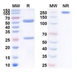 SDS-PAGE - Satumomab Biosimilar - Anti-TAG-72 Antibody - BSA and Azide free (A338870) - Antibodies.com