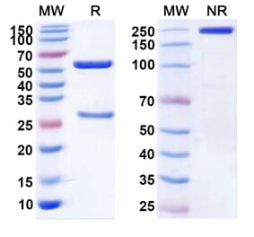SDS-PAGE - Ecromeximab Biosimilar - Anti-Ganglioside GD3 Antibody - BSA and Azide free (A338881) - Antibodies.com