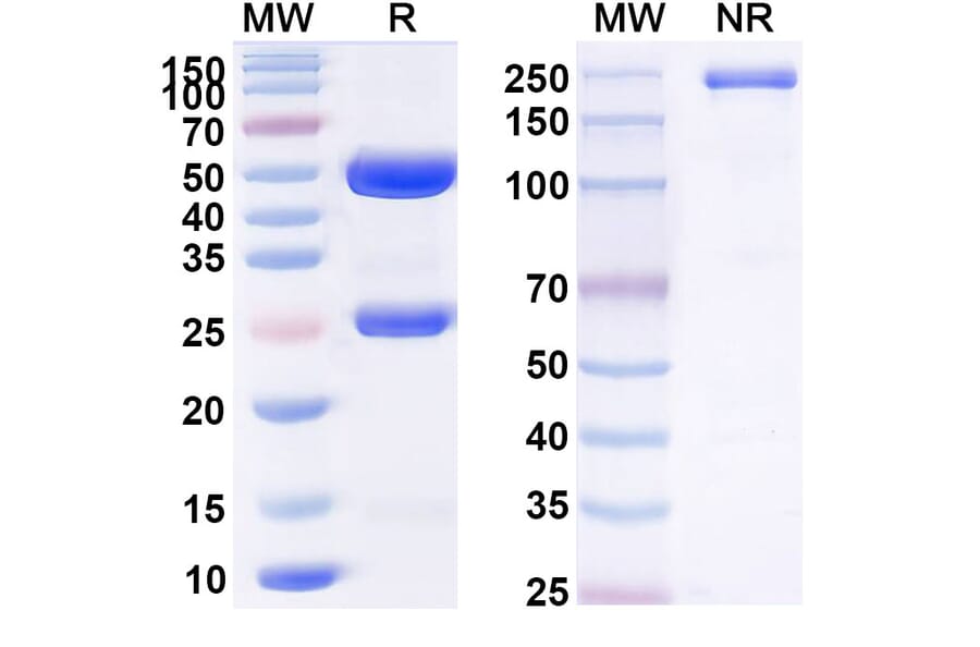 SDS-PAGE - Bavituximab Biosimilar - Anti-Phosphatidylserine Antibody - BSA and Azide free (A338883) - Antibodies.com