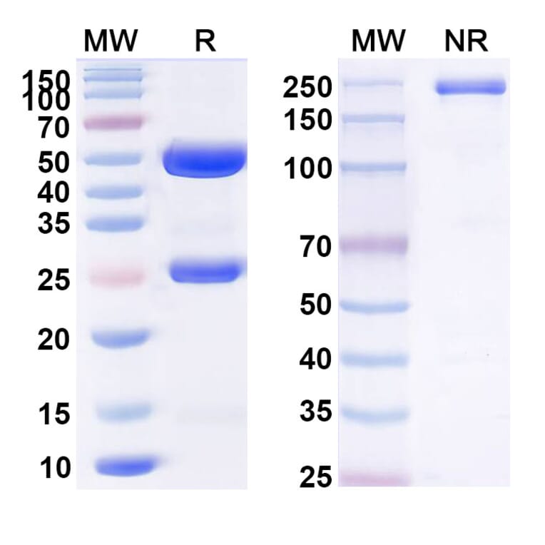 SDS-PAGE - Bavituximab Biosimilar - Anti-Phosphatidylserine Antibody - BSA and Azide free (A338883) - Antibodies.com