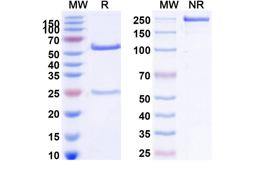 SDS-PAGE - Cilgavimab Biosimilar - Anti-SARS-CoV-2 Spike Protein RBD Antibody - BSA and Azide free (A338900) - Antibodies.com