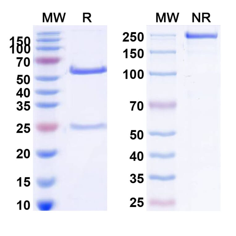 SDS-PAGE - Cilgavimab Biosimilar - Anti-SARS-CoV-2 Spike Protein RBD Antibody - BSA and Azide free (A338900) - Antibodies.com
