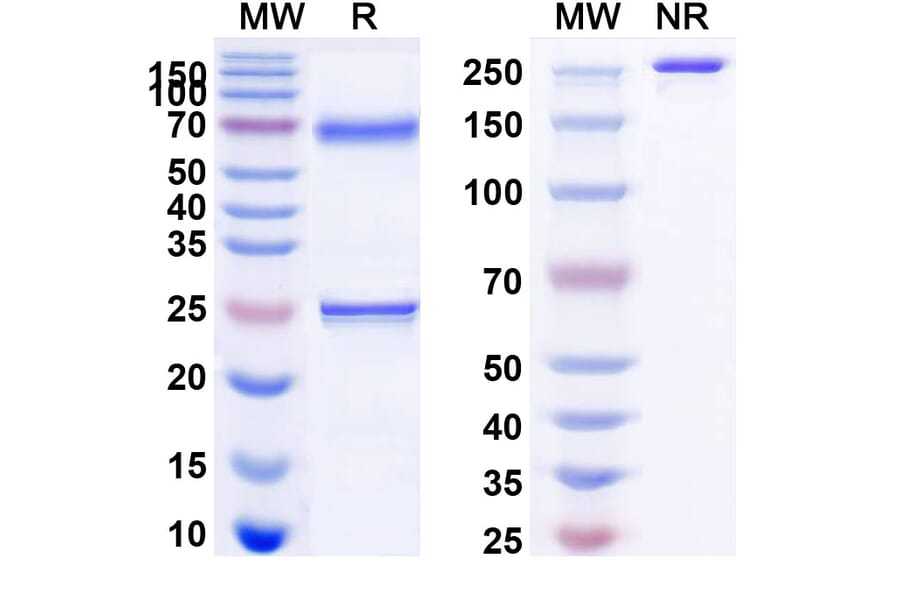 SDS-PAGE - Bamlanivimab Biosimilar - Anti-SARS-CoV-2 Spike Protein RBD Antibody - BSA and Azide free (A338901) - Antibodies.com