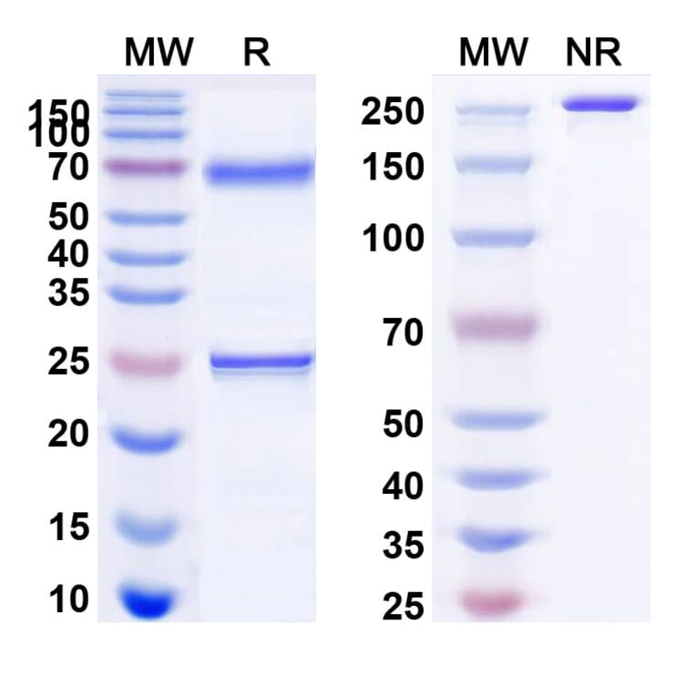 SDS-PAGE - Bamlanivimab Biosimilar - Anti-SARS-CoV-2 Spike Protein RBD Antibody - BSA and Azide free (A338901) - Antibodies.com