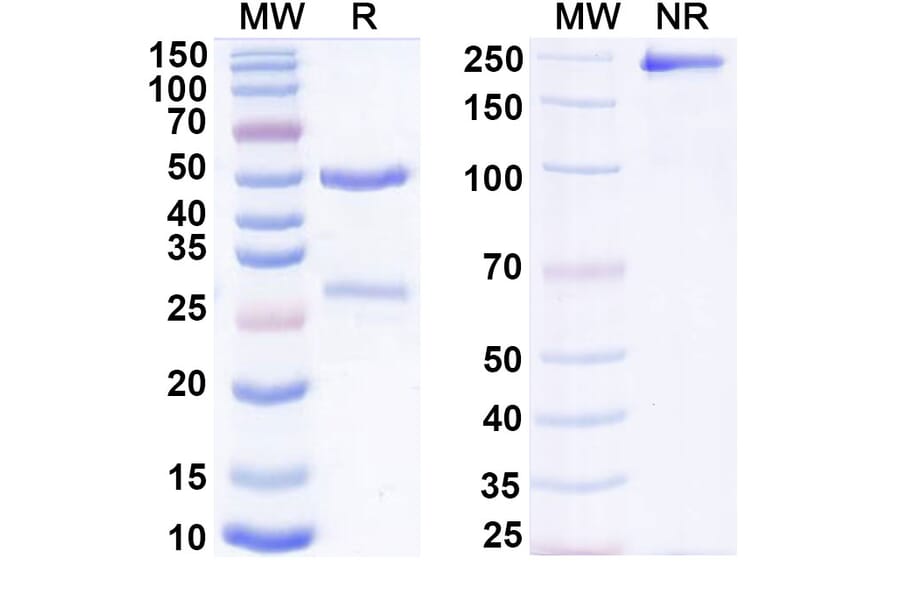 SDS-PAGE - Casirivimab Biosimilar - Anti-SARS-CoV-2 Spike Protein RBD Antibody - BSA and Azide free (A338902) - Antibodies.com