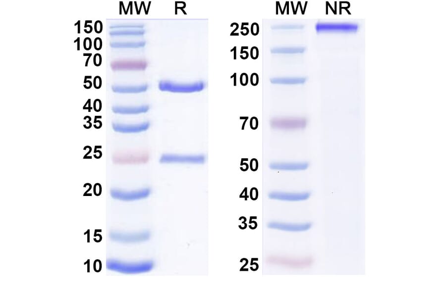 SDS-PAGE - Imdevimab Biosimilar - Anti-SARS-CoV-2 Spike Protein RBD Antibody - BSA and Azide free (A338903) - Antibodies.com