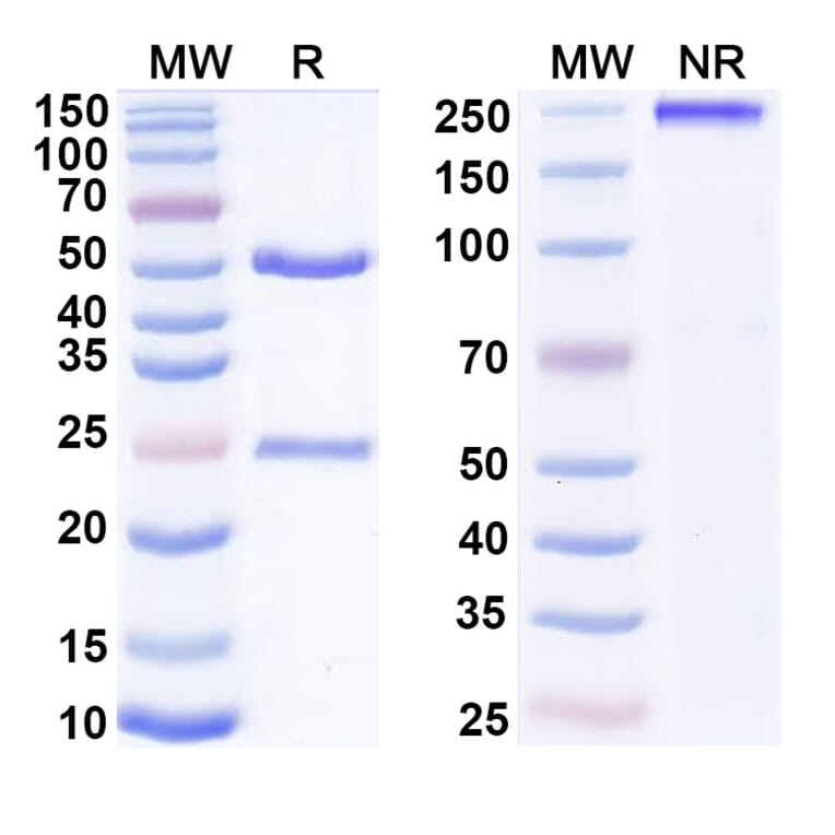 SDS-PAGE - Imdevimab Biosimilar - Anti-SARS-CoV-2 Spike Protein RBD Antibody - BSA and Azide free (A338903) - Antibodies.com