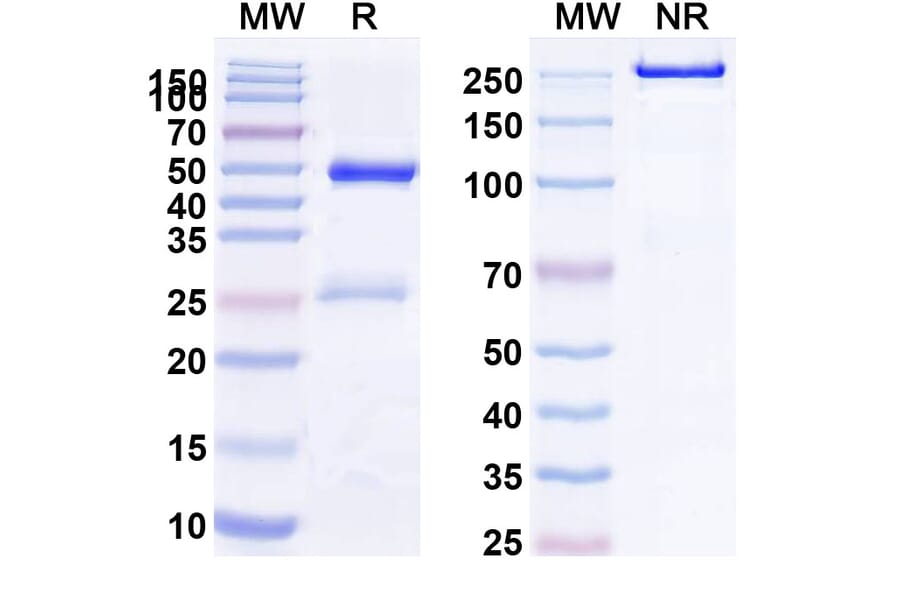 SDS-PAGE - Etesevimab Biosimilar - Anti-SARS-CoV-2 Spike Protein RBD Antibody - BSA and Azide free (A338904) - Antibodies.com