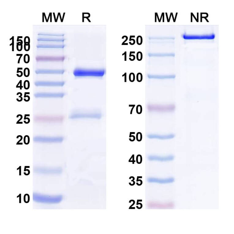 SDS-PAGE - Etesevimab Biosimilar - Anti-SARS-CoV-2 Spike Protein RBD Antibody - BSA and Azide free (A338904) - Antibodies.com