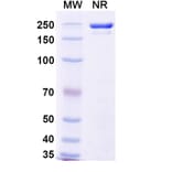 SDS-PAGE - Sotrovimab Biosimilar - Anti-SARS-CoV-2 Spike Protein RBD Antibody - BSA and Azide free (A338905) - Antibodies.com