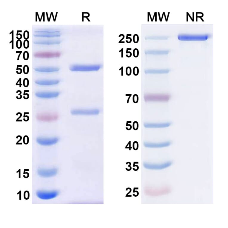 SDS-PAGE - Regavirumab Biosimilar - Anti-Envelope Glycoprotein B Antibody - BSA and Azide free (A338907) - Antibodies.com