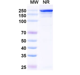 SDS-PAGE - Diridavumab Biosimilar - Anti-Hemagglutinin Antibody - BSA and Azide free (A338915) - Antibodies.com