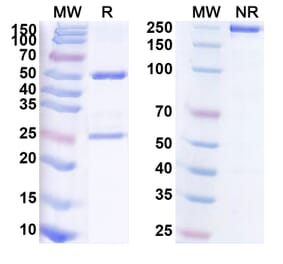 SDS-PAGE - Navivumab Biosimilar - Anti-Hemagglutinin Antibody - BSA and Azide free (A338917) - Antibodies.com