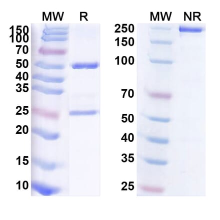 SDS-PAGE - Navivumab Biosimilar - Anti-Hemagglutinin Antibody - BSA and Azide free (A338917) - Antibodies.com