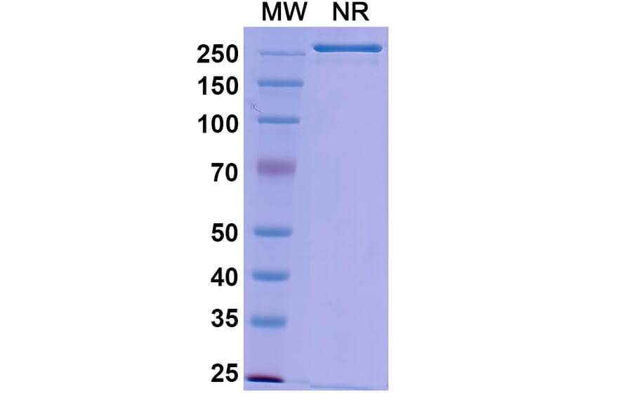 SDS-PAGE - Gedivumab Biosimilar - Anti-Hemagglutinin Antibody - BSA and Azide free (A338918) - Antibodies.com