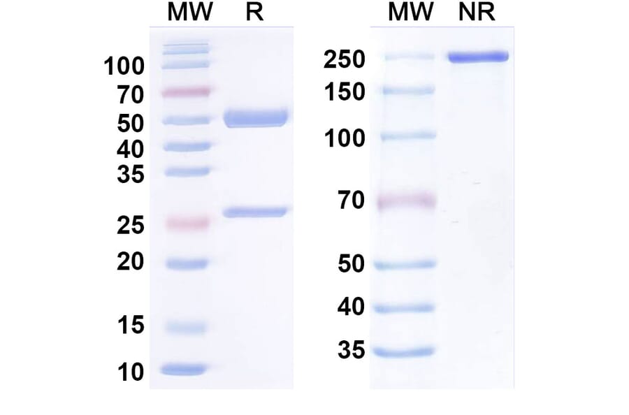SDS-PAGE - Porgaviximab Biosimilar - Anti-Glycoprotein Antibody - BSA and Azide free (A338933) - Antibodies.com
