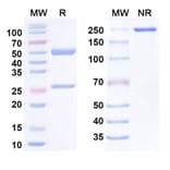 SDS-PAGE - Porgaviximab Biosimilar - Anti-Glycoprotein Antibody - BSA and Azide free (A338933) - Antibodies.com