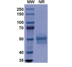 SDS-PAGE - Dulaglutide Biosimilar - Anti-GLP1R Antibody - BSA and Azide free (A338934) - Antibodies.com