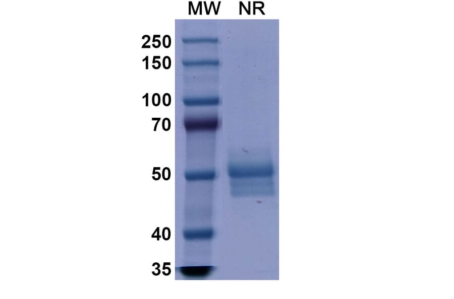 SDS-PAGE - Dulaglutide Biosimilar - Anti-GLP1R Antibody - BSA and Azide free (A338934) - Antibodies.com