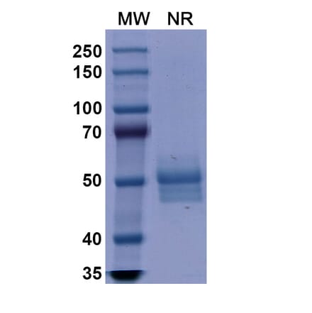 SDS-PAGE - Dulaglutide Biosimilar - Anti-GLP1R Antibody - BSA and Azide free (A338934) - Antibodies.com