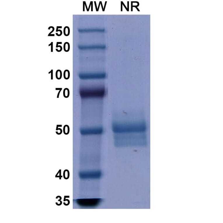 SDS-PAGE - Dulaglutide Biosimilar - Anti-GLP1R Antibody - BSA and Azide free (A338934) - Antibodies.com
