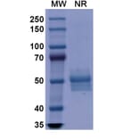 SDS-PAGE - Dulaglutide Biosimilar - Anti-GLP1R Antibody - BSA and Azide free (A338934) - Antibodies.com