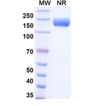 SDS-PAGE - Aflibercept Biosimilar - Anti-VEGFA Antibody - BSA and Azide free (A338935) - Antibodies.com