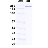 SDS-PAGE - Fabrazyme Biosimilar - Anti-alpha Galactosidase A Antibody - BSA and Azide free (A338938) - Antibodies.com