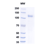 SDS-PAGE - Myozyme Biosimilar - Anti-GAA Antibody - BSA and Azide free (A338940) - Antibodies.com