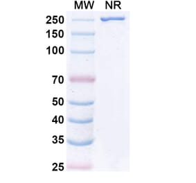 SDS-PAGE - VAK-694 Biosimilar - Anti-IL-4 Antibody - BSA and Azide free (A338942) - Antibodies.com