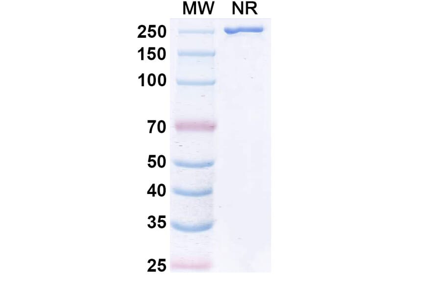 SDS-PAGE - VAK-694 Biosimilar - Anti-IL-4 Antibody - BSA and Azide free (A338942) - Antibodies.com