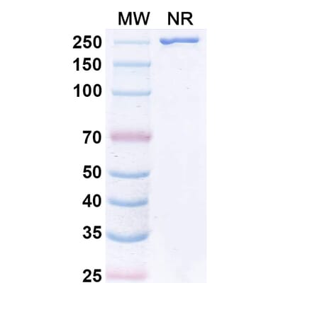 SDS-PAGE - VAK-694 Biosimilar - Anti-IL-4 Antibody - BSA and Azide free (A338942) - Antibodies.com