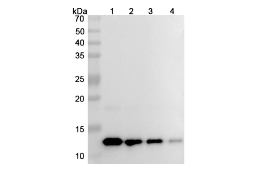 SDS-PAGE - HuMax-IL8 Biosimilar - Anti-IL-8 Antibody - BSA and Azide free (A338943) - Antibodies.com