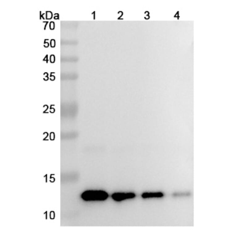 SDS-PAGE - HuMax-IL8 Biosimilar - Anti-IL-8 Antibody - BSA and Azide free (A338943) - Antibodies.com