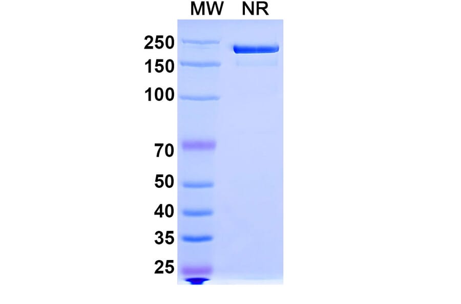 SDS-PAGE - HuMax-IL8 Biosimilar - Anti-IL-8 Antibody - BSA and Azide free (A338943) - Antibodies.com