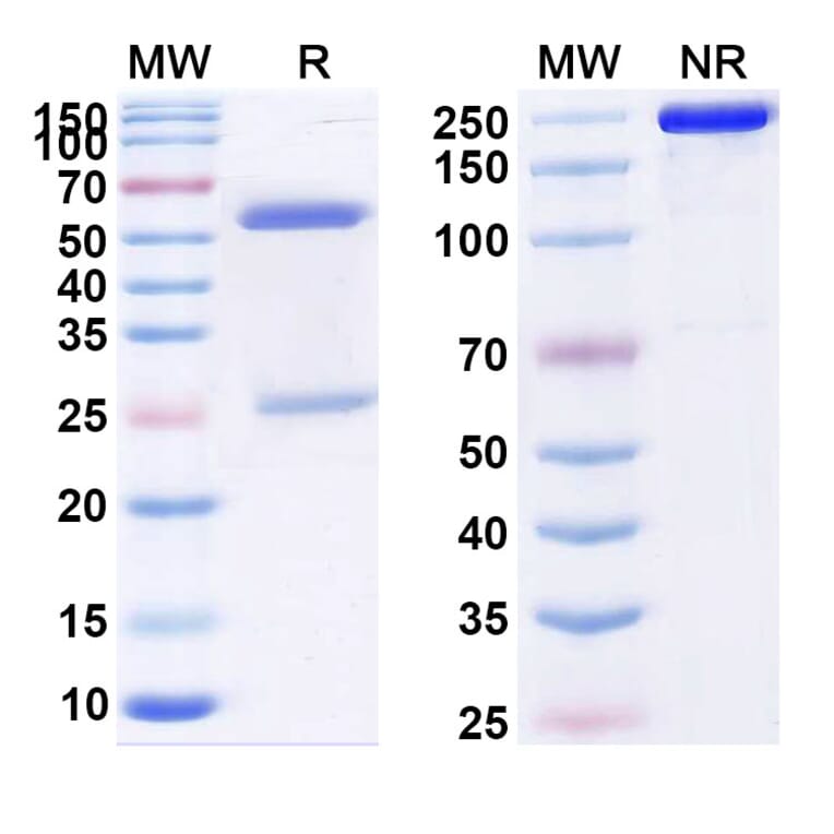 SDS-PAGE - ABX-IL8 Biosimilar - Anti-IL-8 Antibody - BSA and Azide free (A338944) - Antibodies.com