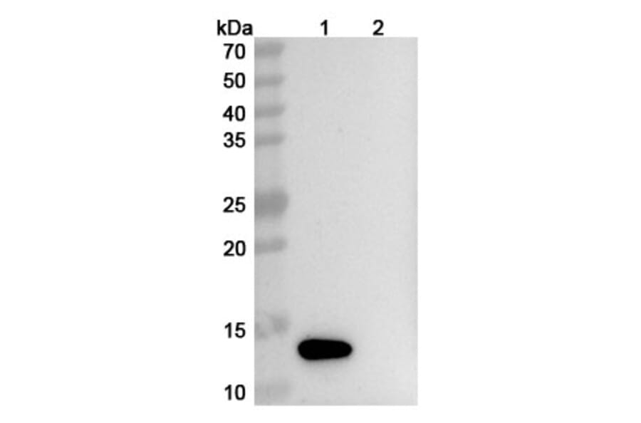 SDS-PAGE - ABX-IL8 Biosimilar - Anti-IL-8 Antibody - BSA and Azide free (A338944) - Antibodies.com