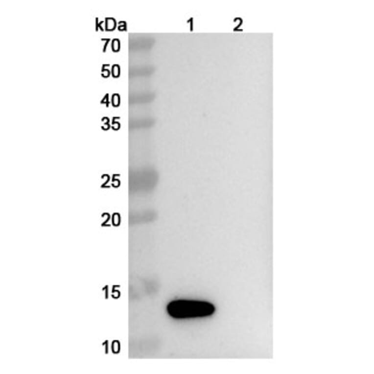 SDS-PAGE - ABX-IL8 Biosimilar - Anti-IL-8 Antibody - BSA and Azide free (A338944) - Antibodies.com