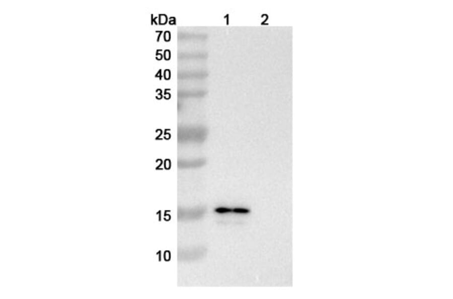 SDS-PAGE - CM101 Biosimilar - Anti-Eotaxin 2 Antibody - BSA and Azide free (A338946) - Antibodies.com